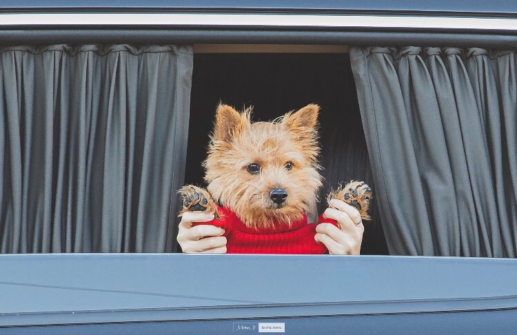 momo barking at boo and confusing him 