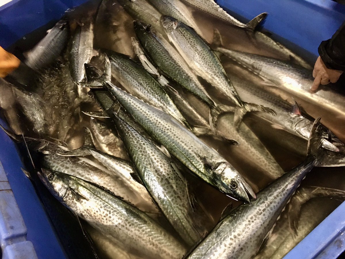 魚菜屋 天然鮮魚専門店 本日小田原 小田原朝どれ 活魚 真ダイ アマダイ イシダイ カワハギ ヒラメ イサキ 真サバ ゴマサバ カゴカキダイ アンコウ セミエビ アオリイカ スミイカ 活〆 真サバ サワラ 野〆 真サバ サワラ 魚菜屋 天然鮮魚専門店 本日小田原 小田原朝どれ 活魚 真ダイ アマダイ イシダイ カワハギ ヒラメ イサキ 真サバ ゴマサバ カゴカキダイ アンコウ セミエビ アオリイカ スミイカ 活〆 真サバ サワラ 野〆 真サバ サワラ
