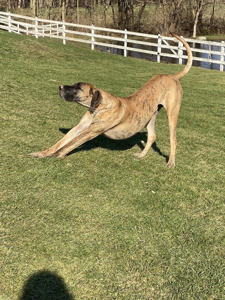 Downward dog! #greatdane #dogyoga