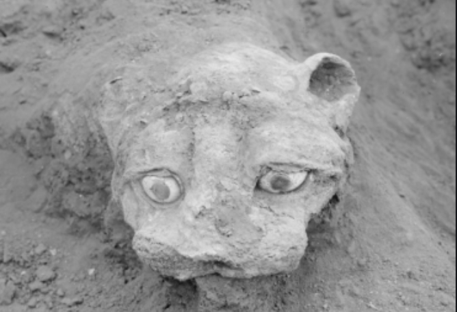 17/ Built in the in-antis style, this temple sported a couple of unusual features: two unique bronze lion protomes set in the interior of the temple close to a platform facing its entrance.Below: one of the two lions upon discovery