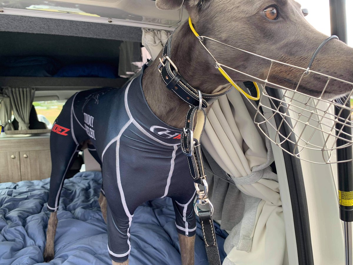 Thepeoplesdog's tweet photo. Hoping to upset a few local faves today ๐ค๐ป๐๐
Last group race for 2020, letโs finish what weโve started ๐#teamtommy
#hobartthousand #waalltheway #itstommytime
@greyhounds_wa @ladbrokescomau @HobartGreysRC @TasracingAus https://t.co/On4KaHko4z