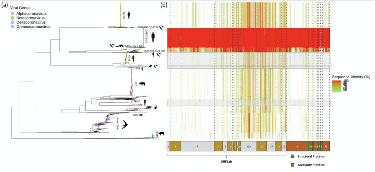 We built the most comprehensive phylogenetic tree for the 'orthocoronavirinae' to date and characterised all genomic regions with noticeable sequence homology to  #SARSCoVV2 in any coronaviruses characterised at this stage. 1/ https://www.biorxiv.org/content/10.1101/2020.12.08.415703v1