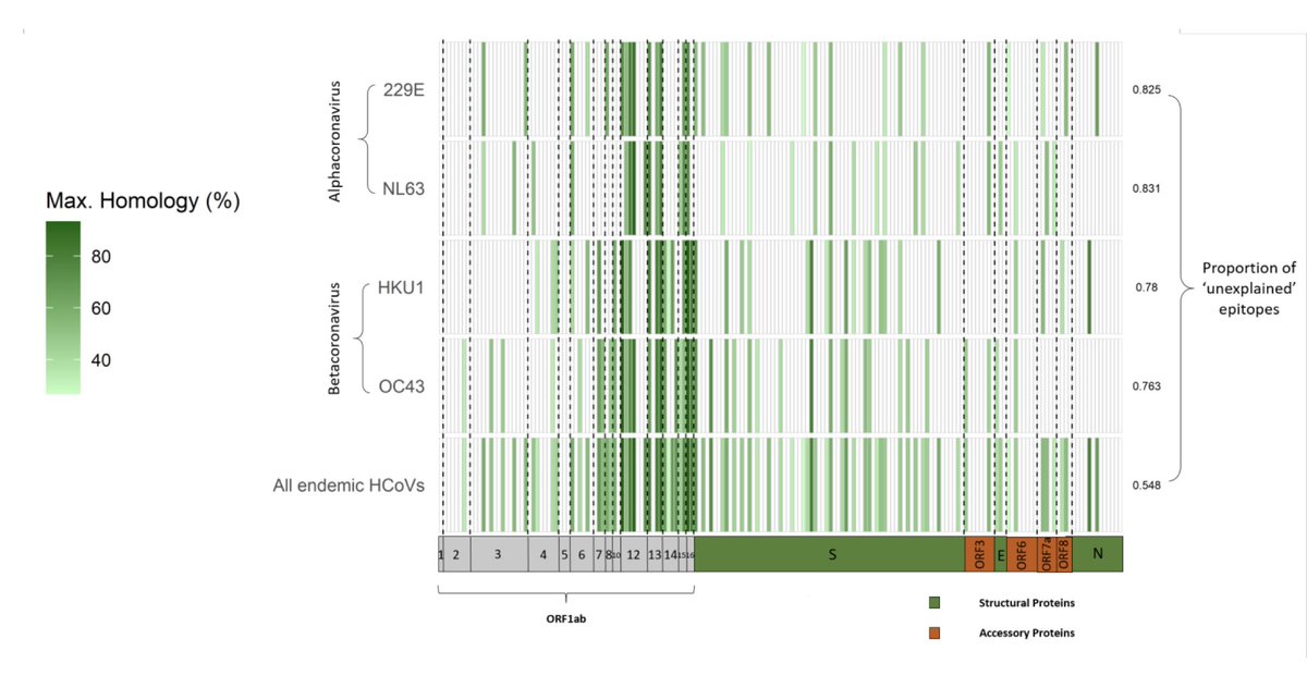 We then mapped onto the sequence alignment all 177 experimentally validated X-reactive CD4+/CD8+ epitopes reported to date in previously unexposed people. To our surprise, >50% of the epitopes have no noticeable homology with any of the 'common cold' HCoV. https://www.biorxiv.org/content/10.1101/2020.12.08.415703v1