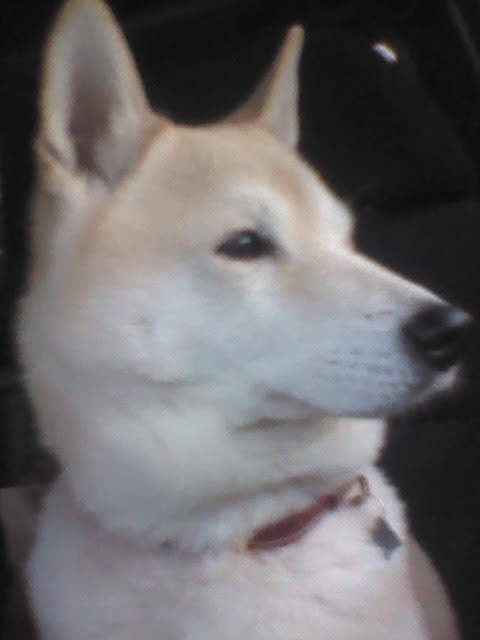 犬好きさんへ伝えたい