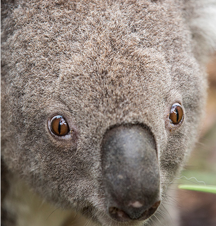 this koala is pinging off his nut, he's at revs chewing his face off and his mates are trying to just get him to drink some water