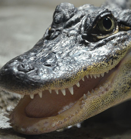 this alligator just sent you a funny meme from across the room and is waiting for you to see it