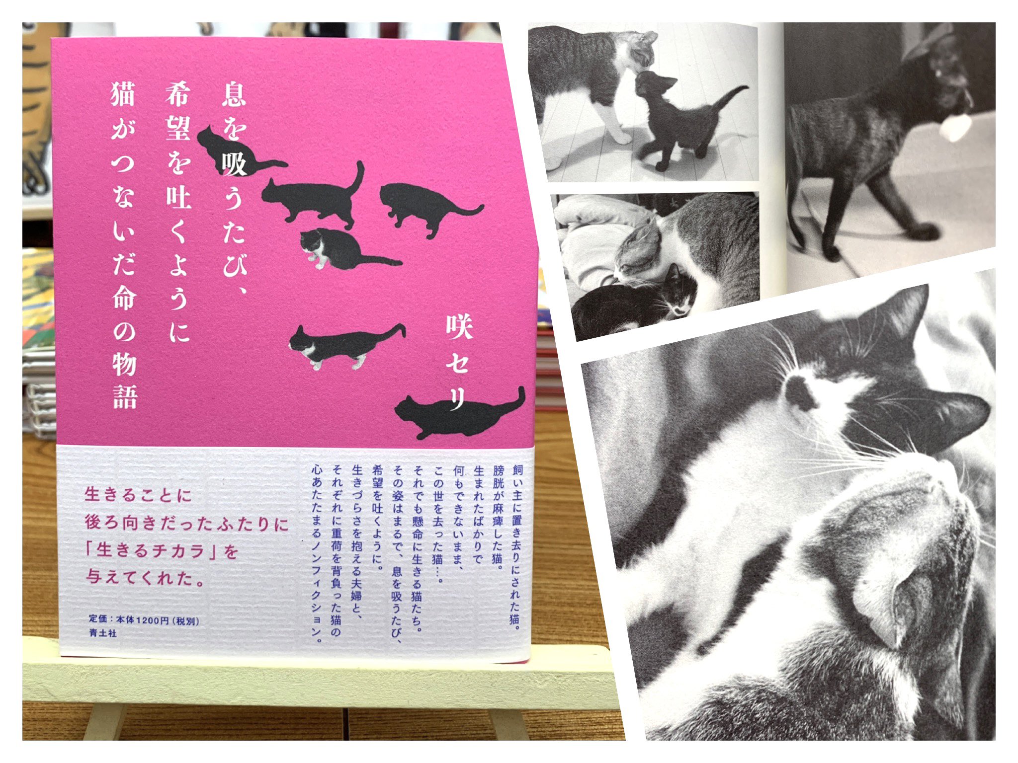 ট ইট র 猫本専門 神保町にゃんこ堂 姉川書店 今いる猫たちを全員看取ったら 私たちも命を手放そう 生きる目的を見出せない夫婦のもとに 小さな命がやってきた 息を吸うたび希望を吐くように猫がつないだ命の物語 13円 心の病を抱えた夫婦が 猫の