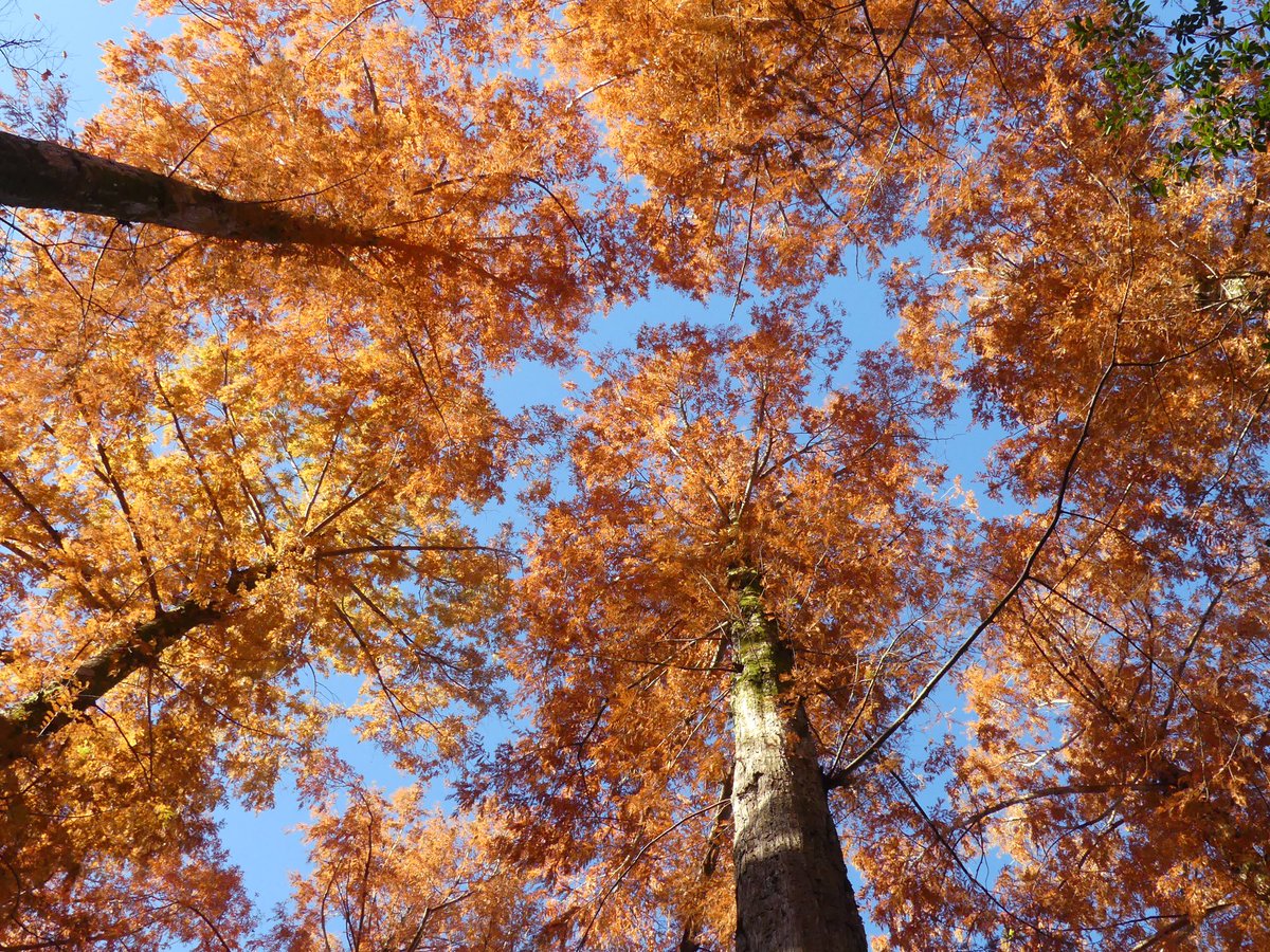 京都御苑 広報 ゾウさんの足の様な樹木を見上げてみると 美しいオレンジ色が メタセコイア の葉が紅葉しておりました 苑内各所でモミジや他の樹木も 晩秋を迎えようとしています 今が最後の見頃です 京都御苑 京都 メタセコイア 秋 紅葉