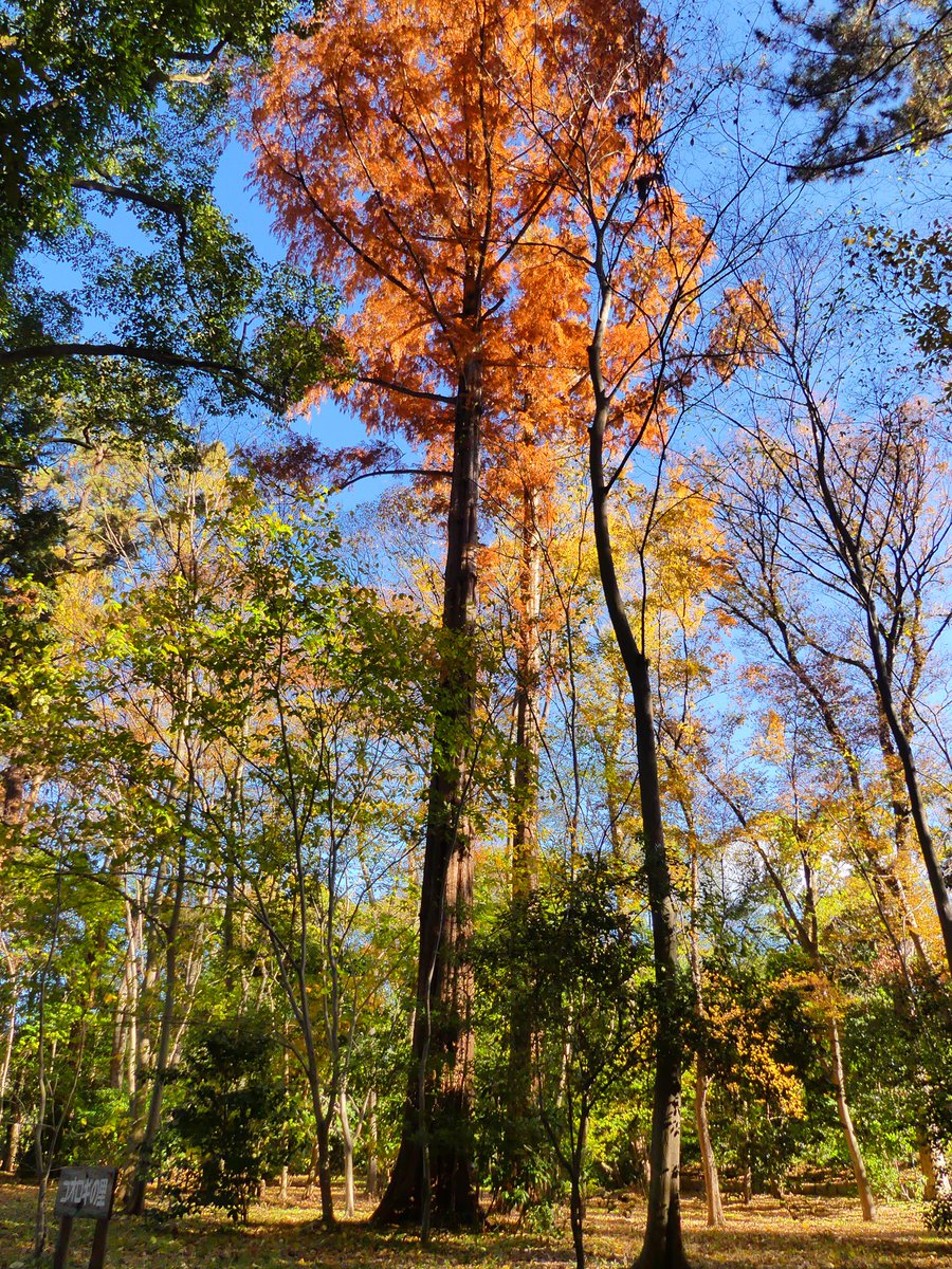 京都御苑 広報 ゾウさんの足の様な樹木を見上げてみると 美しいオレンジ色が メタセコイア の葉が紅葉しておりました 苑内各所でモミジや他の樹木も 晩秋を迎えようとしています 今が最後の見頃です 京都御苑 京都 メタセコイア 秋 紅葉