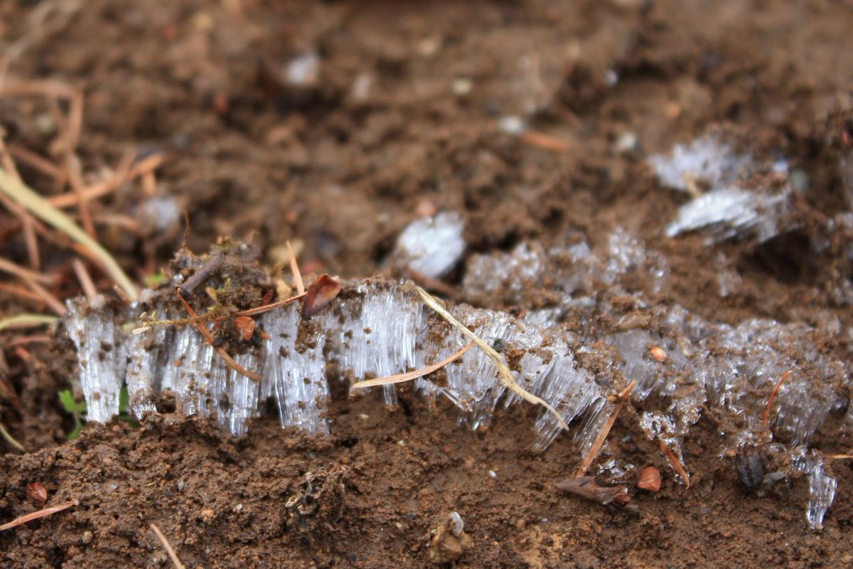 ট ইট র 石神の丘美術館 花とアートの森 12月10日の石神の丘 花とアートの森では 霜柱 しもばしら ができていました 踏むとサクサクします 今 霜柱 という文字を目にすると 某マンガ アニメに登場する強い方々を思い浮かべる方も多いかも