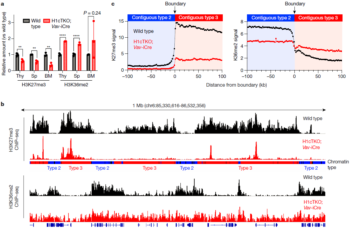 generegulation's tweet photo. Two papers show that depletion of H1 histones decreases H3K27me3, increases H3K36me3, affects Hi-C, shifts B-to-A compartments

Willcockson et al., H1 and the epigenetic landscape
https://t.co/eBumyYyDz3 

Yusufova et al, H1 and 3D chromatin in lymphoma https://t.co/or1dfvYhDP https://t.co/0pTuZASyIQ