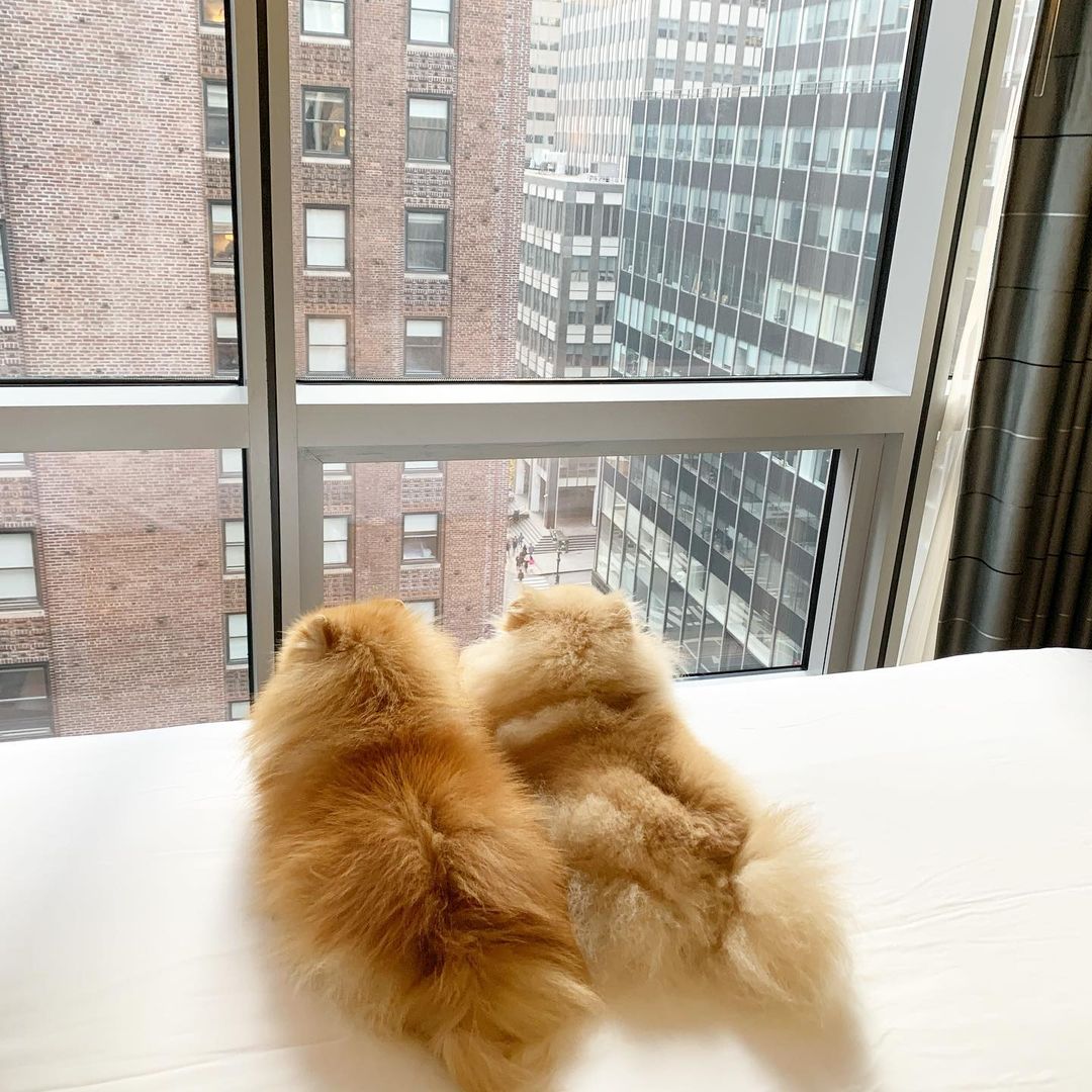 Waiting for Santa Paws to come to town...

📷: plocauau on Instagram.