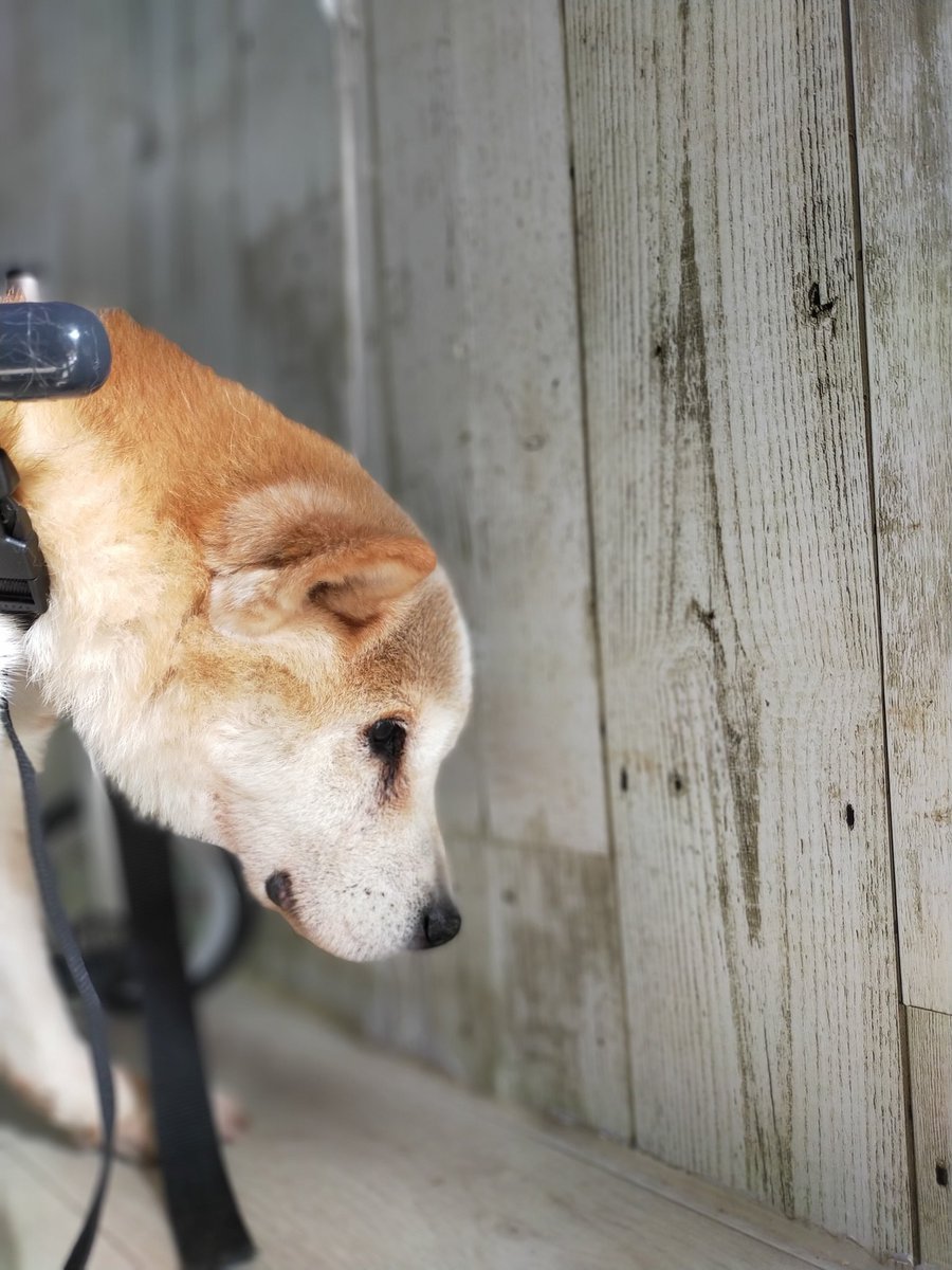 ハルさん 最近のチャコ 中々 歩きづらい日々が続いており とうとう歩行器使う時も 寒がりなんで もっぱら飛鳥にくっついて寝てます 老犬介護 老犬ホームの日常 秘密結社老犬倶楽部 柴犬を崇めよ Mix犬
