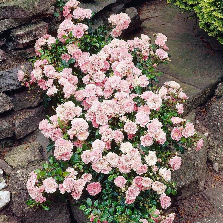 почвопокровные розы что это
