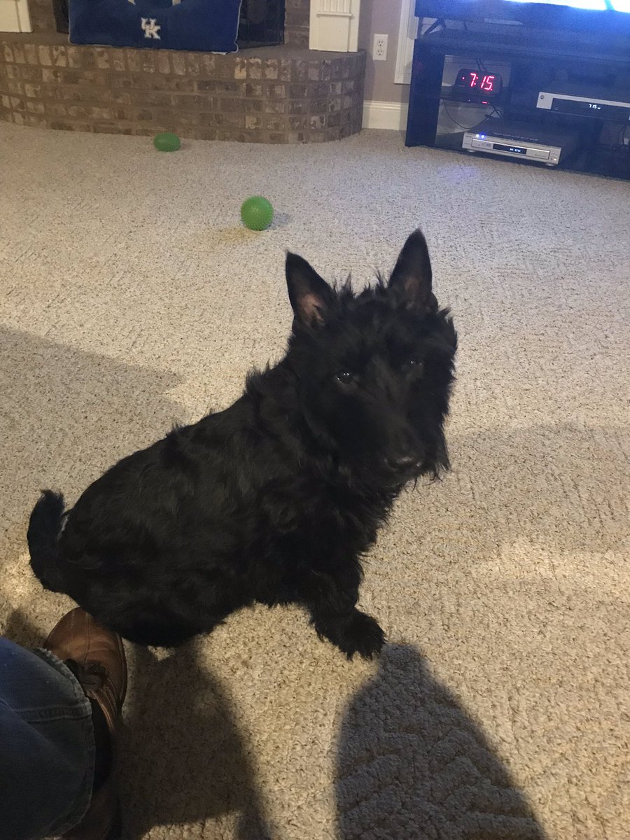 bigbluejoe's tweet photo. We had to say Goodbye to my little Buddy today we love you Tucker Hire RIP ole friend https://t.co/705eZM7vqA