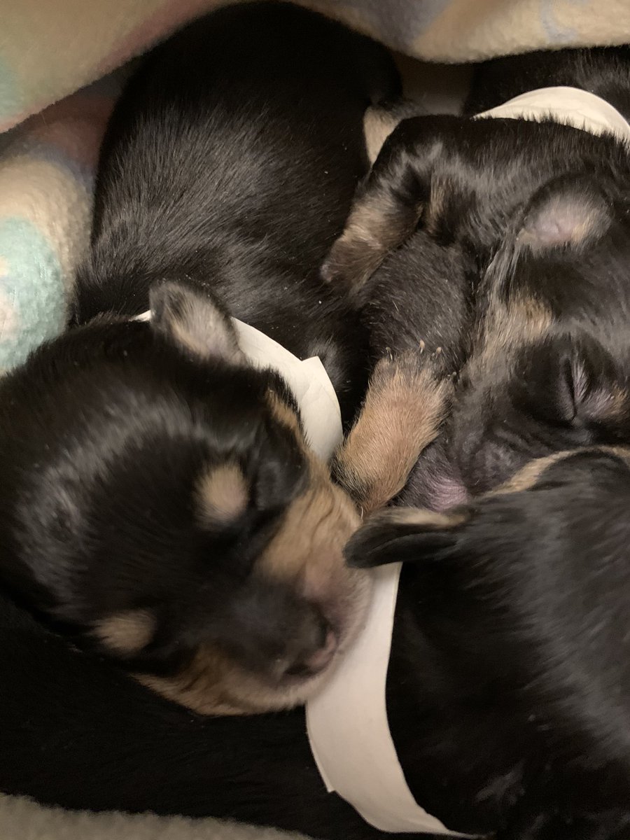 Pals, momma has betrayed me. She brought home 5 two week old baby puppies that have to me bottle fed. What she thinking? Me her baby puppy!!!