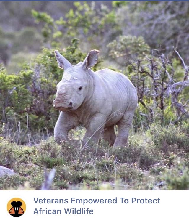 ❤️ This little one! #rhino #vetpaw #veterans #wildlife #conservation