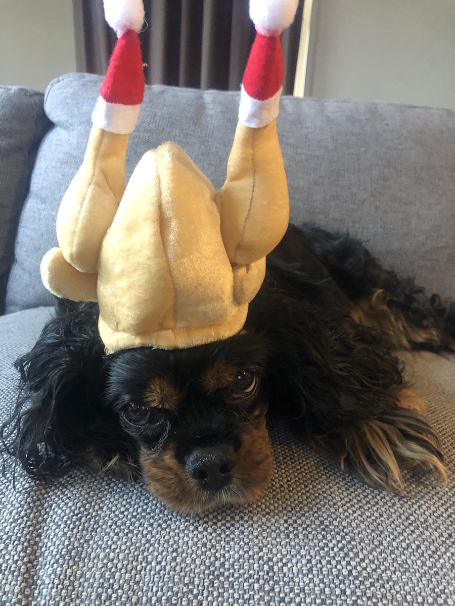 PoppySpaniel666's tweet image. Kill me now 🦃😖😑#TurkeyHead
