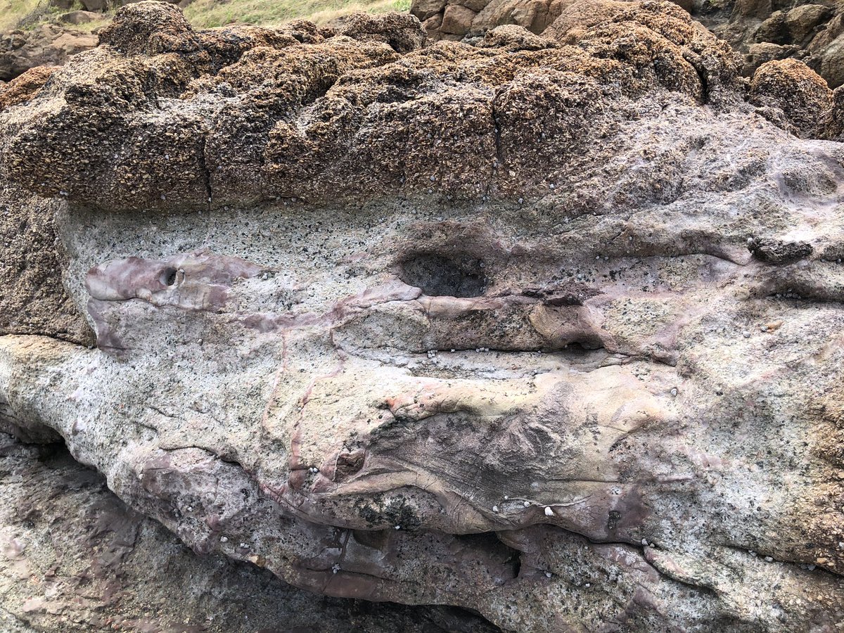 Prof Tim Barrows (@4dlandscapes) on Twitter photo Very windy day 2 of field trip at Port Kembla. Permian delta plain with lava flow and lava-sediment-water interactions. With <a href="/Drlloydwhite/">Lloyd White</a> Very windy day 2 of field trip at Port Kembla. Permian delta plain with lava flow and lava-sediment-water interactions. With <a href="/Drlloydwhite/">Lloyd White</a>