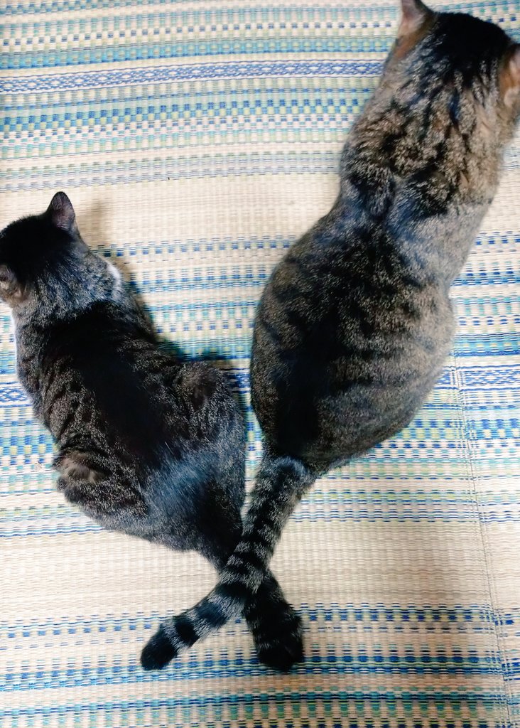 katore_chan's tweet photo. 重なるしっぽ。
まごみます。
#猫好き　#キジトラ　#キジトラ白　#しっぽ https://t.co/QkXTp5XMTe