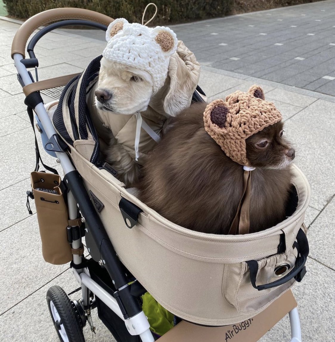 fIeurlalisa's tweet photo. petpink family growing 🥺 https://t.co/nydu89812T