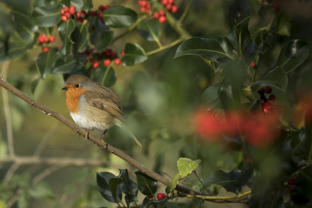 A red-breasted robin perches on a holly twig, surrounded by holly leaves and berries.