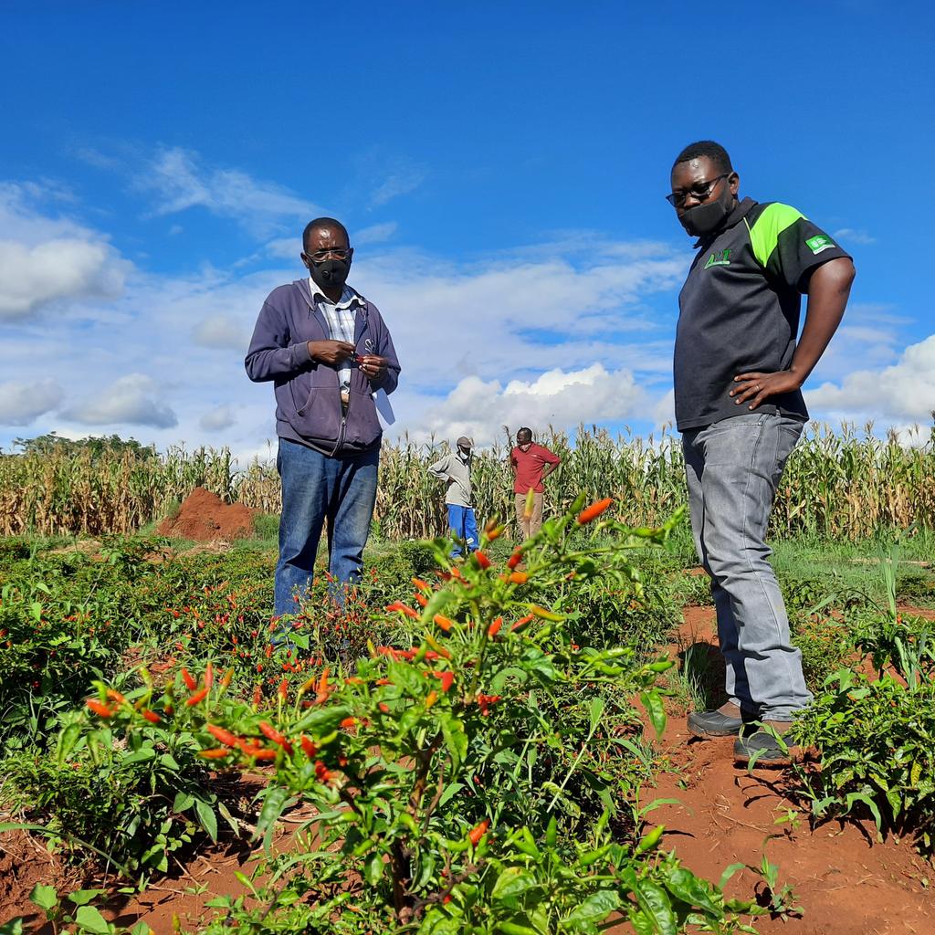 MichaelDawes01's tweet image. #ThisWeek the #MELANA_Mkts team is touring Bubi, Umguza and Umzingwane districts, visiting the local businesses supported by the programme, and assessing the impact of their business models on the community @apt_zimbabwe @WHHZimbabwe @ZRBFZIM @UKinZimbabwe @euinzim @SwedeninZW