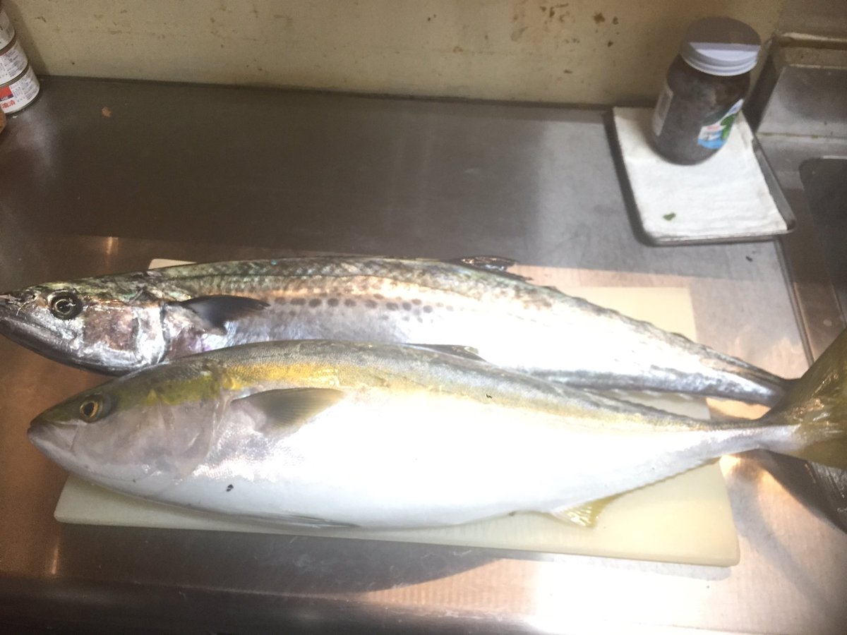 力雅公式 本日の力雅は 大将の釣り上げた サワラとワラサ ブリの小さいの 食べれます