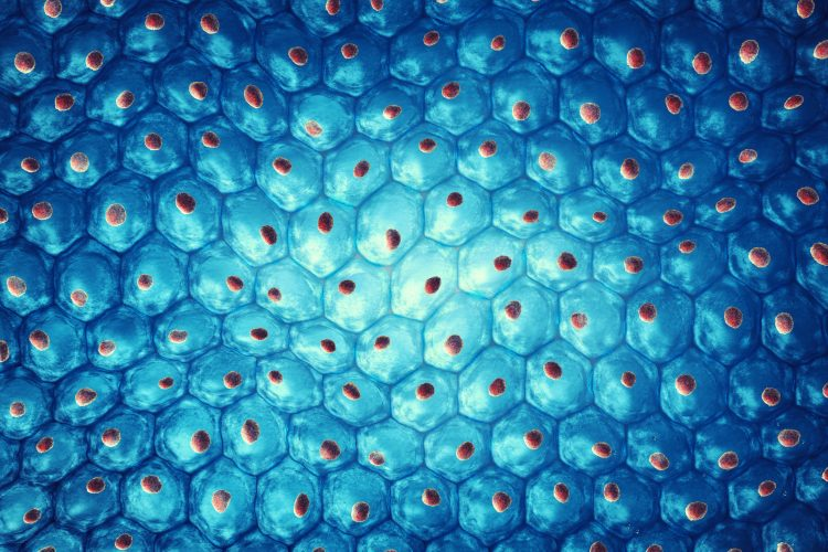 neonatal_med's tweet photo. Could newborn stem cells revolutionise cell therapies?
For more details visit: https://t.co/yTB0RExRKM https://t.co/QcNlAQPeF7
