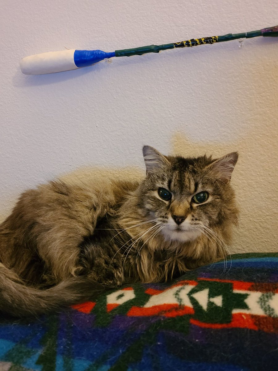 DrSamzs's tweet photo. #MsFluffypantsFlufferton listening in on #AGU20 #NativeScienceToAction
#AGUPets https://t.co/6Bw0u3lj3l