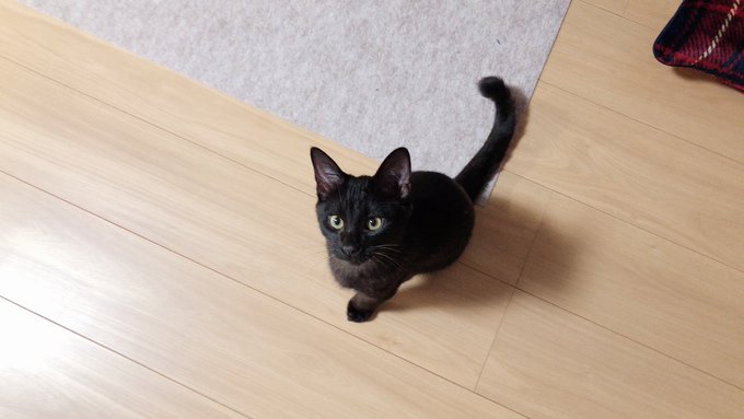 世界一可愛い黒猫のtwitterイラスト検索結果 世界一可愛い黒猫のtwitterイラスト検索結果