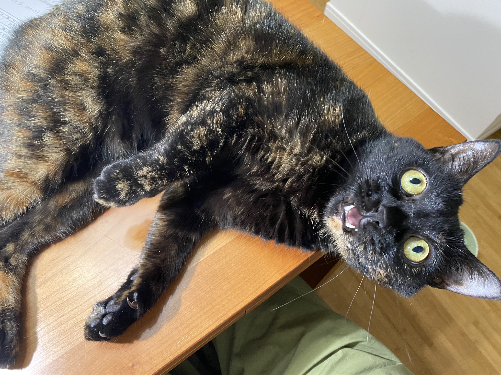 アイカ工房 青泉社ミステリーコミック編集部 ミステリーサラ１月号の 霊感動物探偵社 山内規子先生 は 夜の公園で ひとりで母親の迎えを待っているという幼い少年を見つけた立夏 少年の背後には怖い目をした霊が 少年はチンチラ ネズミの仲間