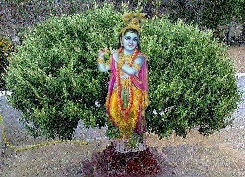 were noble, and offered with utmost devotion. And that single leaf was sufficient to please Krishna.With tears in eyes Sathyabhama thanked Narada to teach her Power of devotion.