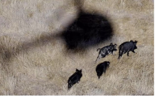 WildlifeDrones1's tweet photo. Important #biosecurity work on #feral #pigs in northern Australia show fascinating disruption of ranging and territorial behaviour resulting in a vacuum effect.  This research @CDUni has far reaching implications for future control programs for this invasive pest. #AWMS2020 https://t.co/rcU2bPsStM