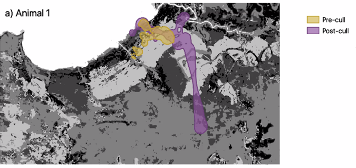 WildlifeDrones1's tweet photo. Important #biosecurity work on #feral #pigs in northern Australia show fascinating disruption of ranging and territorial behaviour resulting in a vacuum effect.  This research @CDUni has far reaching implications for future control programs for this invasive pest. #AWMS2020 https://t.co/rcU2bPsStM