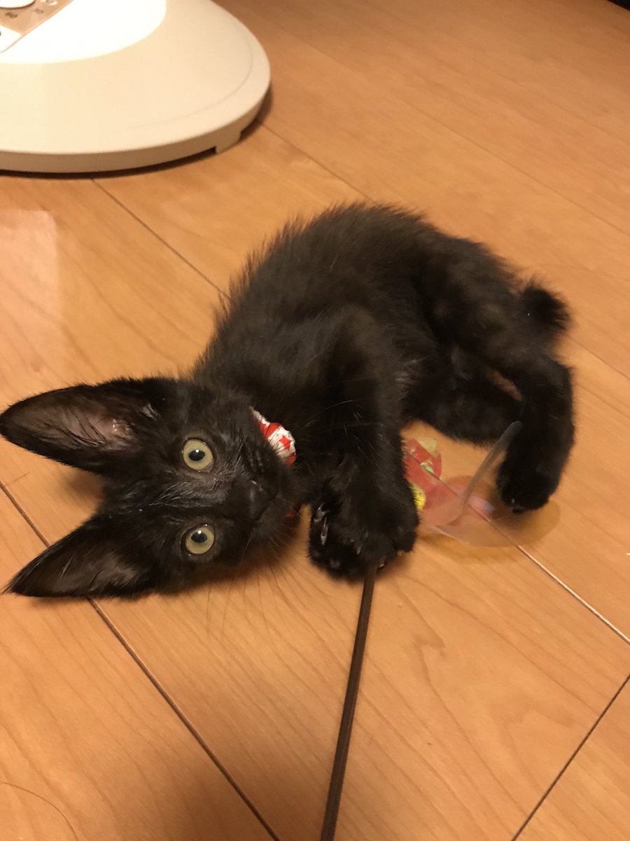 ミナとシロ 痩せてるけど耳の大きな野良猫だった 2枚目はぬいぐるみに抱きついて寝るこねこミナ 小さいときも今もかわいい これ見た人は子猫の成長した画像貼れ T Co Jb9xx2svwm Twitter