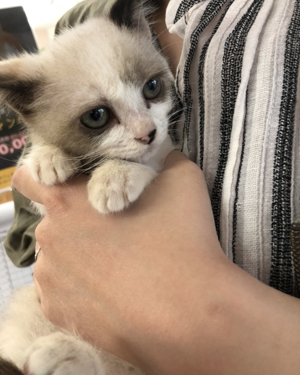 881723's tweet photo. #これ見た人は子猫の成長した画像貼れ

まだ1ヶ月くらいしか経ってないけど😂
猫の成長は早いなぁ〜〜 https://t.co/ufY3U66QS2