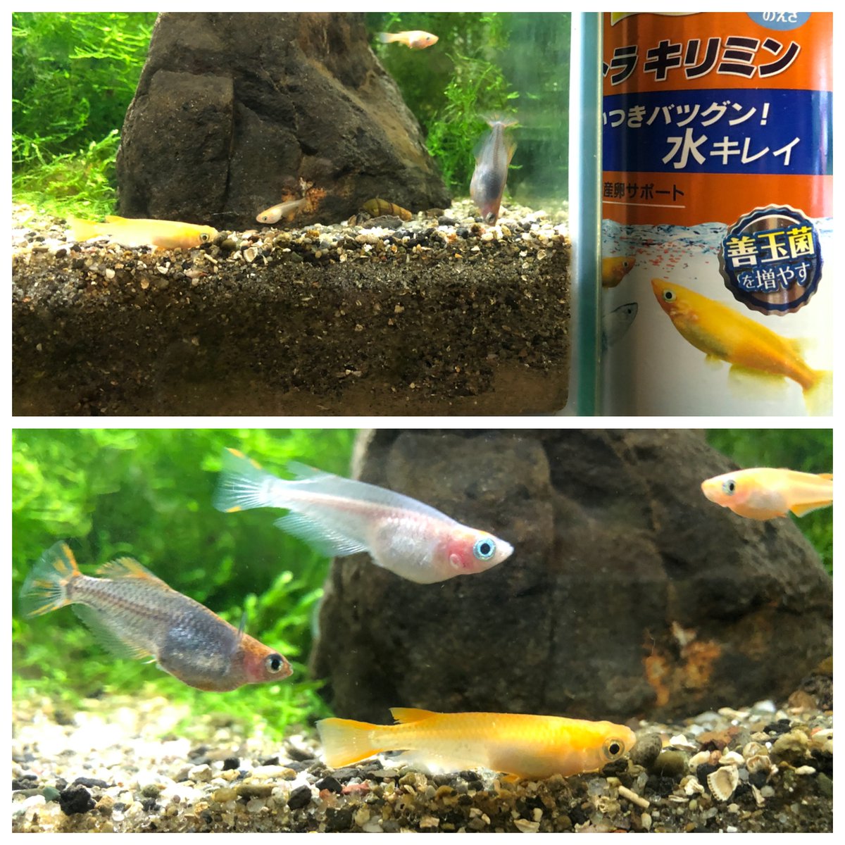 テトラキリミン