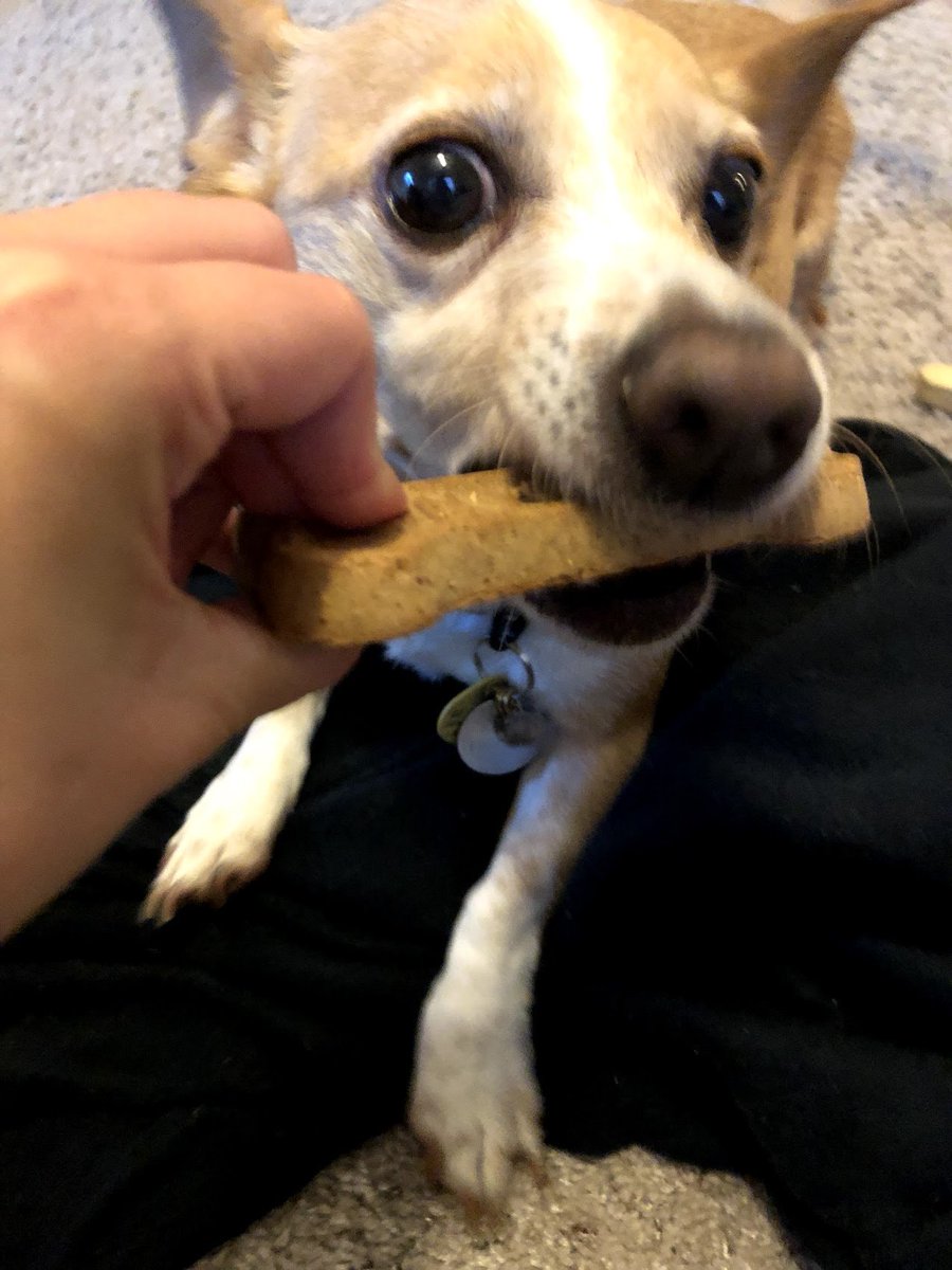 They love cookies and will do anything for one.