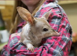 WildlifeDrones1's tweet photo. Important #bilby research on habitat requirements and factors that influence home range size by Cassandra Arkinstall. Included an interesting test of GPS tag accuracy with errors of up to 150m at times. #AWMS2020
@AridRecovery @savebilbyfund @UQ_News #conservation https://t.co/O8JnzV8nRX