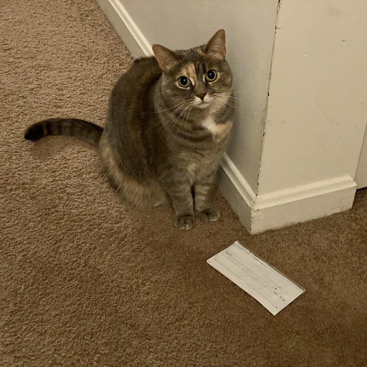 Megan Lavey-Heaton tweet media