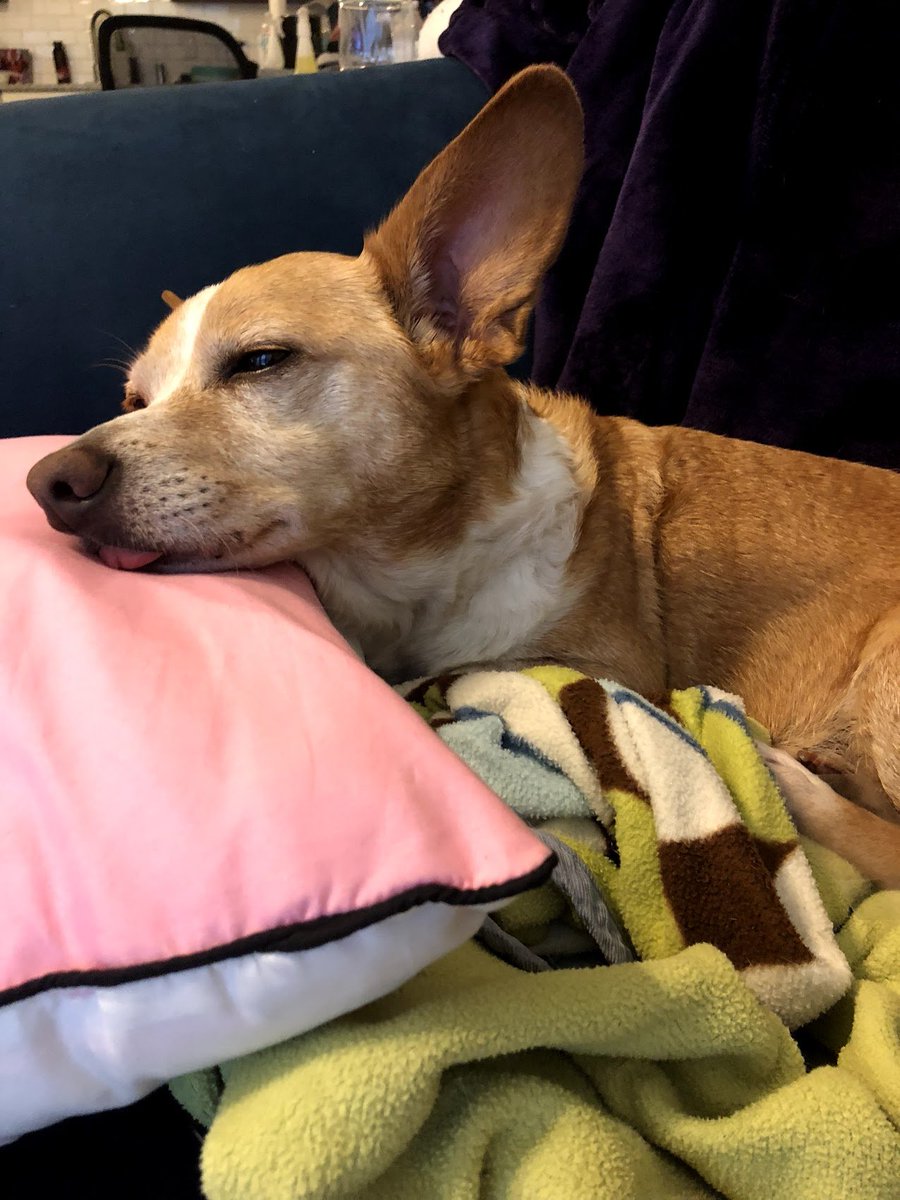 Grogu and Bucky need lots of naps.