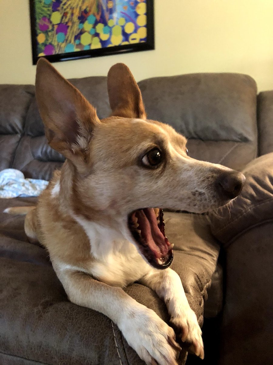 They are both easily surprised.