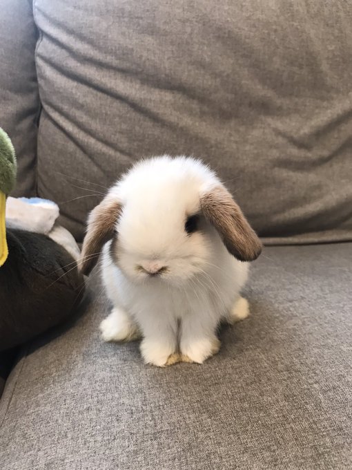 これ見た人は子うさぎの成長した画像貼れのtwitterイラスト検索結果 古い順