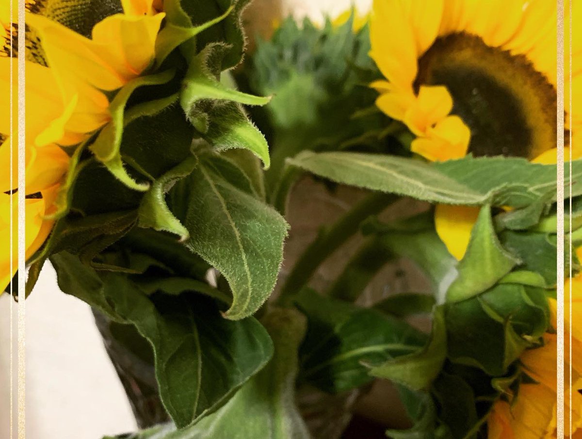 jack_cu's tweet photo. Mi papá me regaló un ramo de girasoles 🌻☺️💛 y es sin dudarlo el mejor papá del mundo https://t.co/3zDoIMiKax