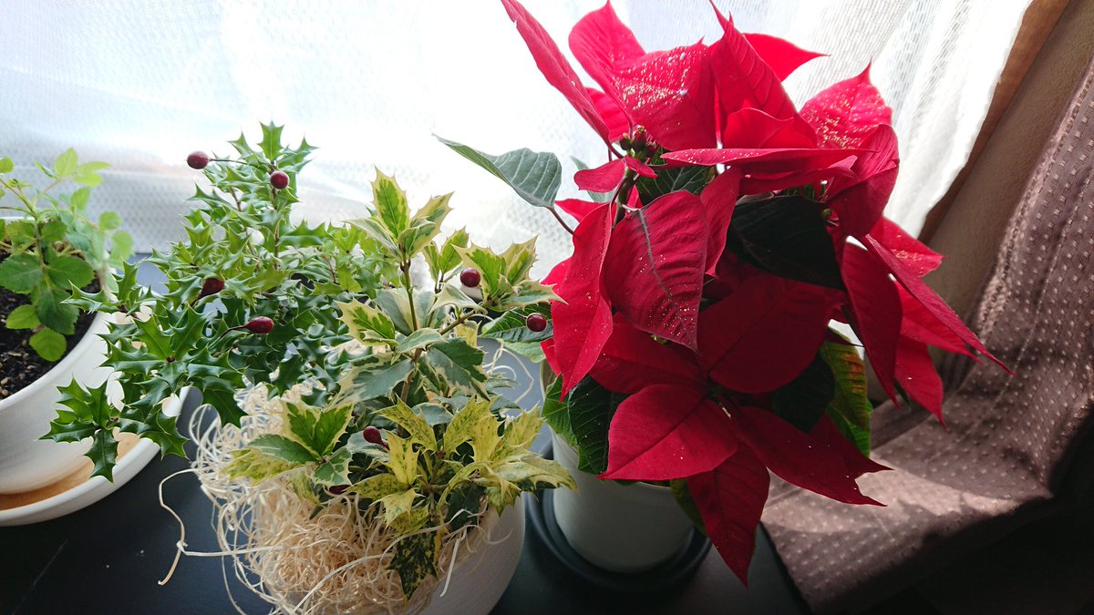 綾with楓１ｙ７m ０m クリスマスっぽさを出そうと思ってポインセチアと柊買ってきた 元気に育ってくれるといいな 高槻市 芝生町 花 ポインセチア 柊 鉢植え クリスマス 室内