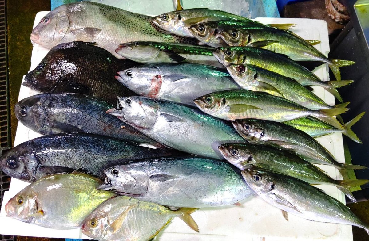 山陰浜田港 渡辺鮮魚店 本日もお魚出発します 浜田ならではのラインナップ 上級レベル 流石です Tachi Suzunari コショウダイ ヒゲダイ メダイ カイワリ 杉咲花 ソウダガツオ アジ 山陰浜田港 浜田港 鮮魚 鮮魚仲買 目利き 栂野恭範 山陰浜田港 渡辺鮮魚店 本日もお魚出発します 浜田ならではのラインナップ 上級レベル 流石です Tachi Suzunari コショウダイ ヒゲダイ メダイ カイワリ 杉咲花 ソウダガツオ アジ 山陰浜田港 浜田港 鮮魚 鮮魚仲買 目利き 栂野恭範