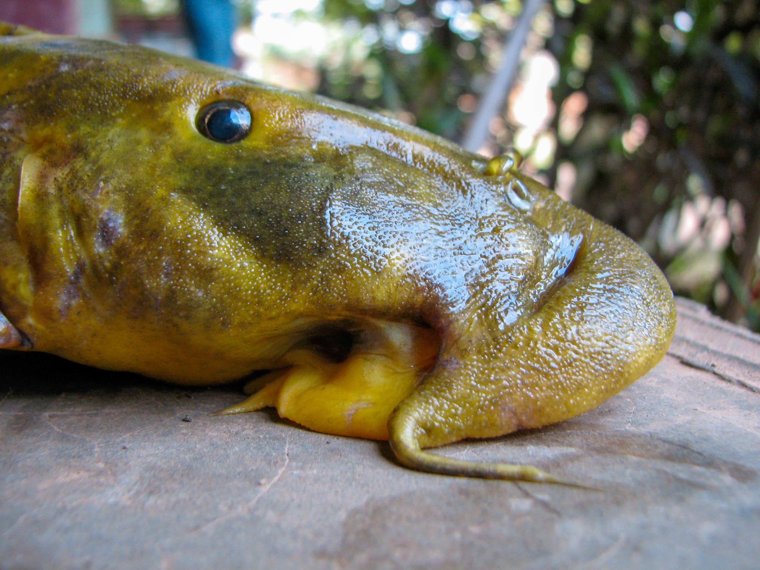 John P. Friel, Ph.D. on X: My favorite #LivingFossilFriday fish is  #Polypterus mokelembembe, a #bichir from the Congo River basin named for  #Mokelembembe, a water-dwelling entity, sometimes described as a living  creature