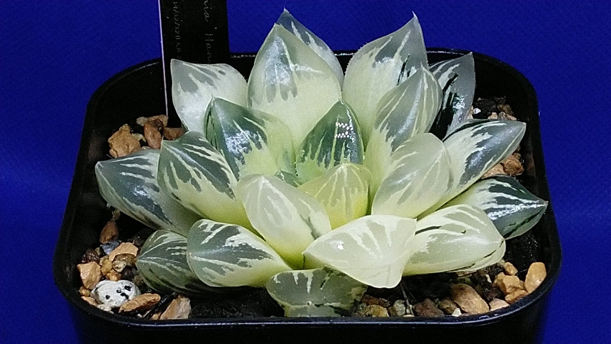 友成星司 Code S74x いつもの花水晶です 綺麗な分 ドキドキが絶えない 情報量 安心ではない昨今社会 如何にパーソナライズ化したコンパクトな情報 安心 に繋げるか 他人事ではなく その歯車の一員と言う自覚が必要ですね
