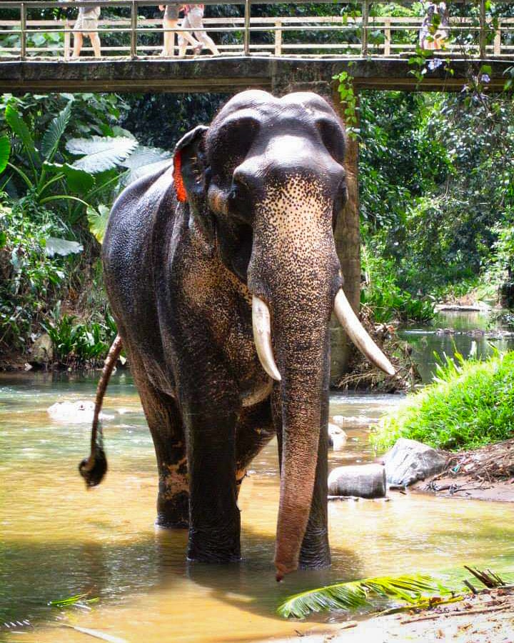 Millennium Elephant Foundation on Twitter: Millennium Elephant Foundation on Twitter: